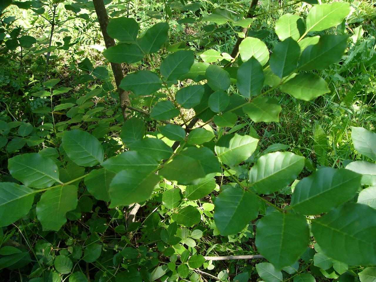 ragno al Monte Gelato: maschio di Eresus sp.